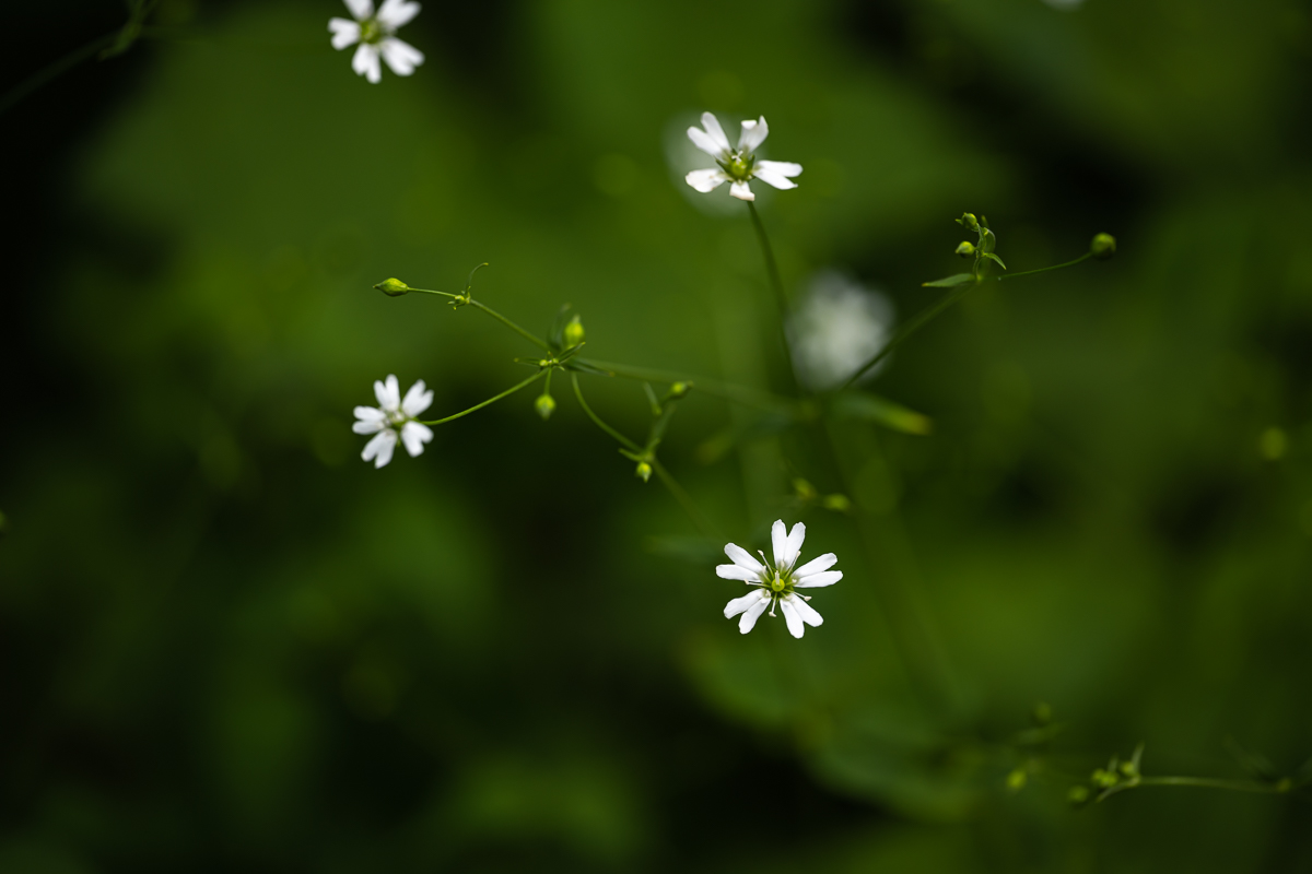 DSC_5119.jpg