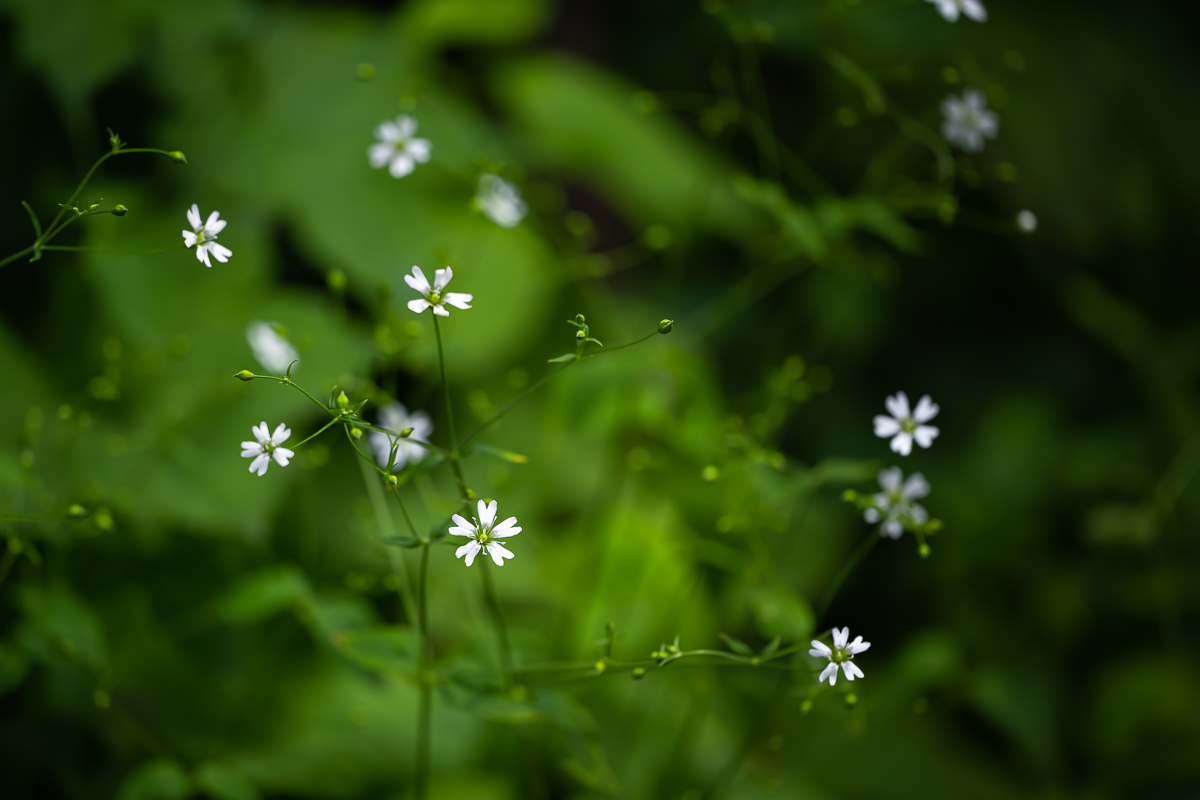 DSC_5116.jpg