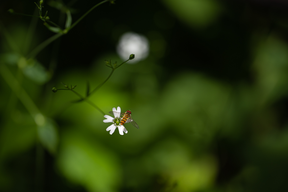 DSC_5457.jpg