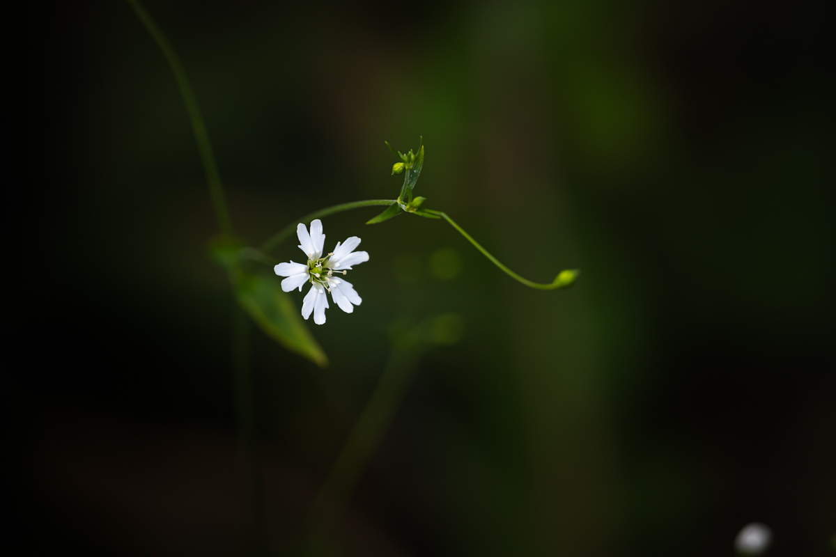 DSC_5371.jpg