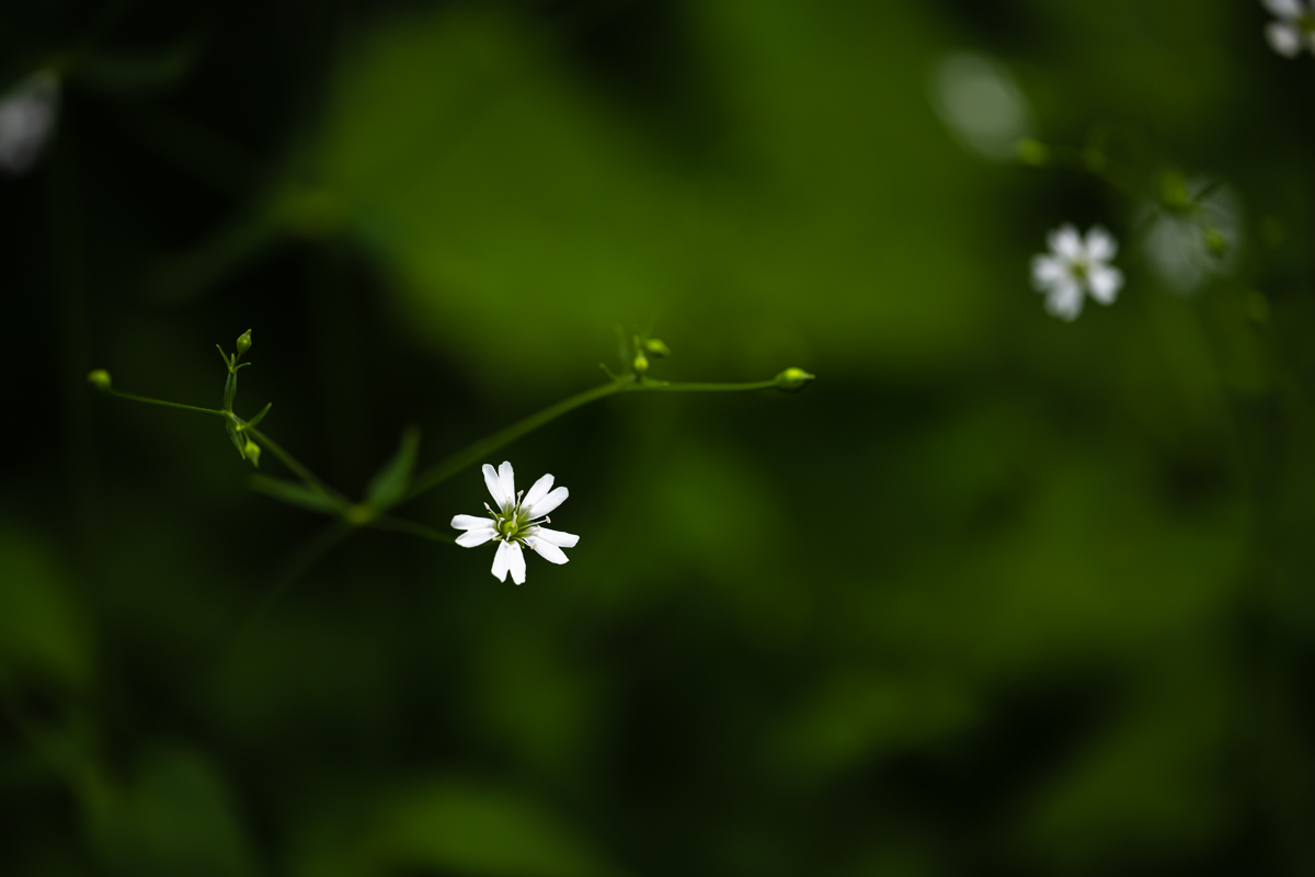 DSC_5117.jpg
