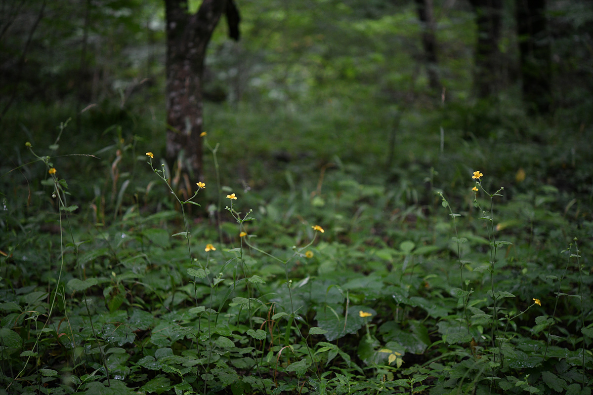 DSC_0305.jpg