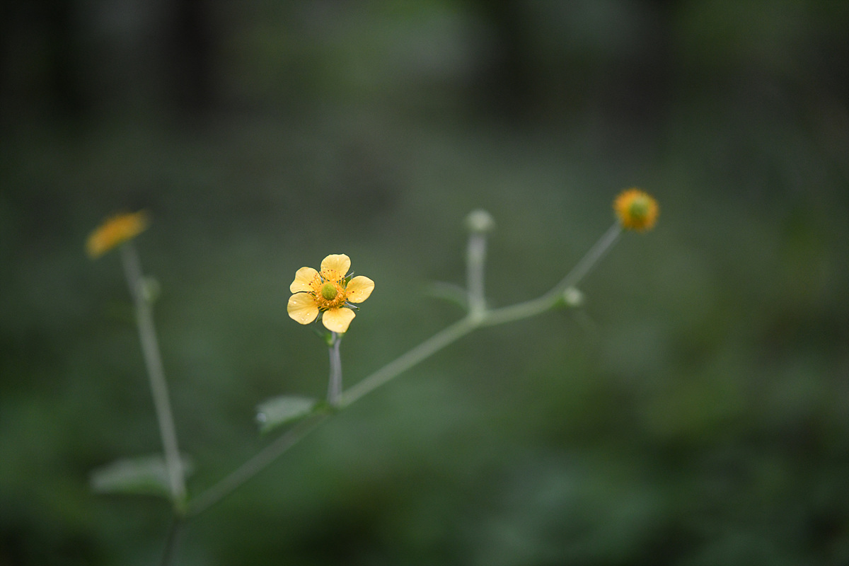 DSC_0304.jpg