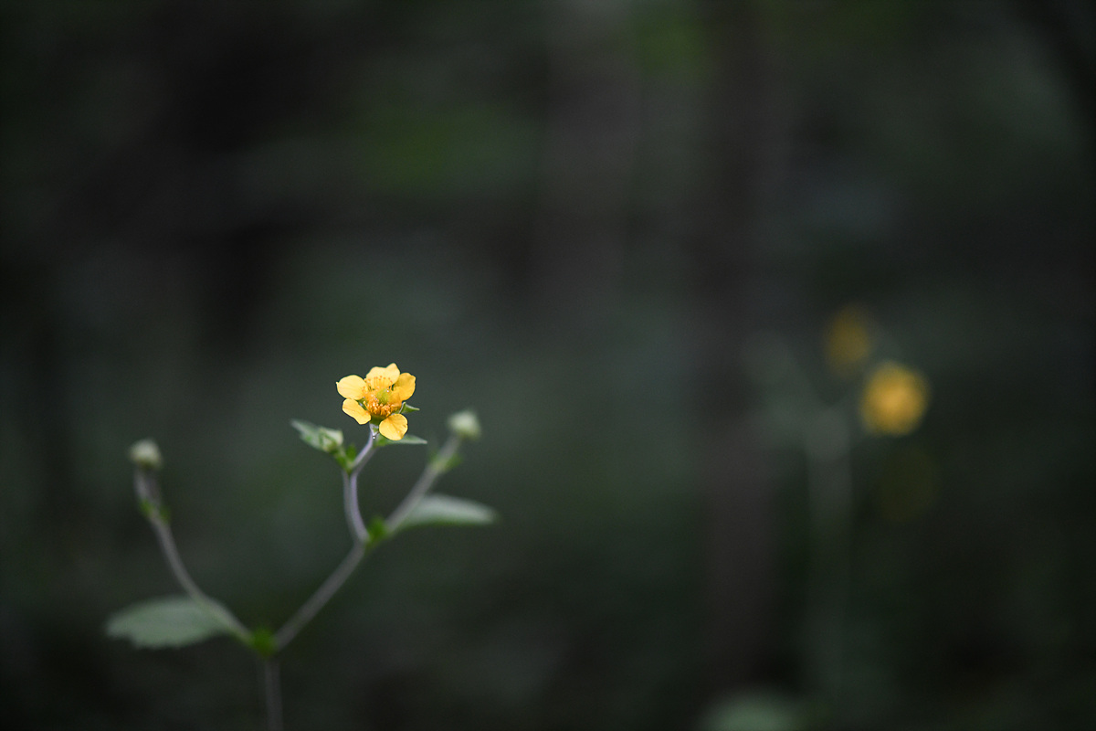 DSC_0302.jpg