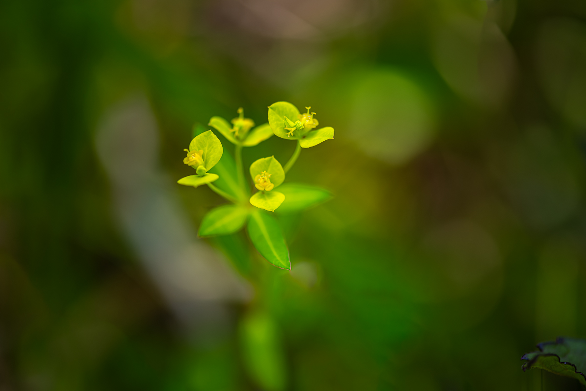 DSC_1411.jpg