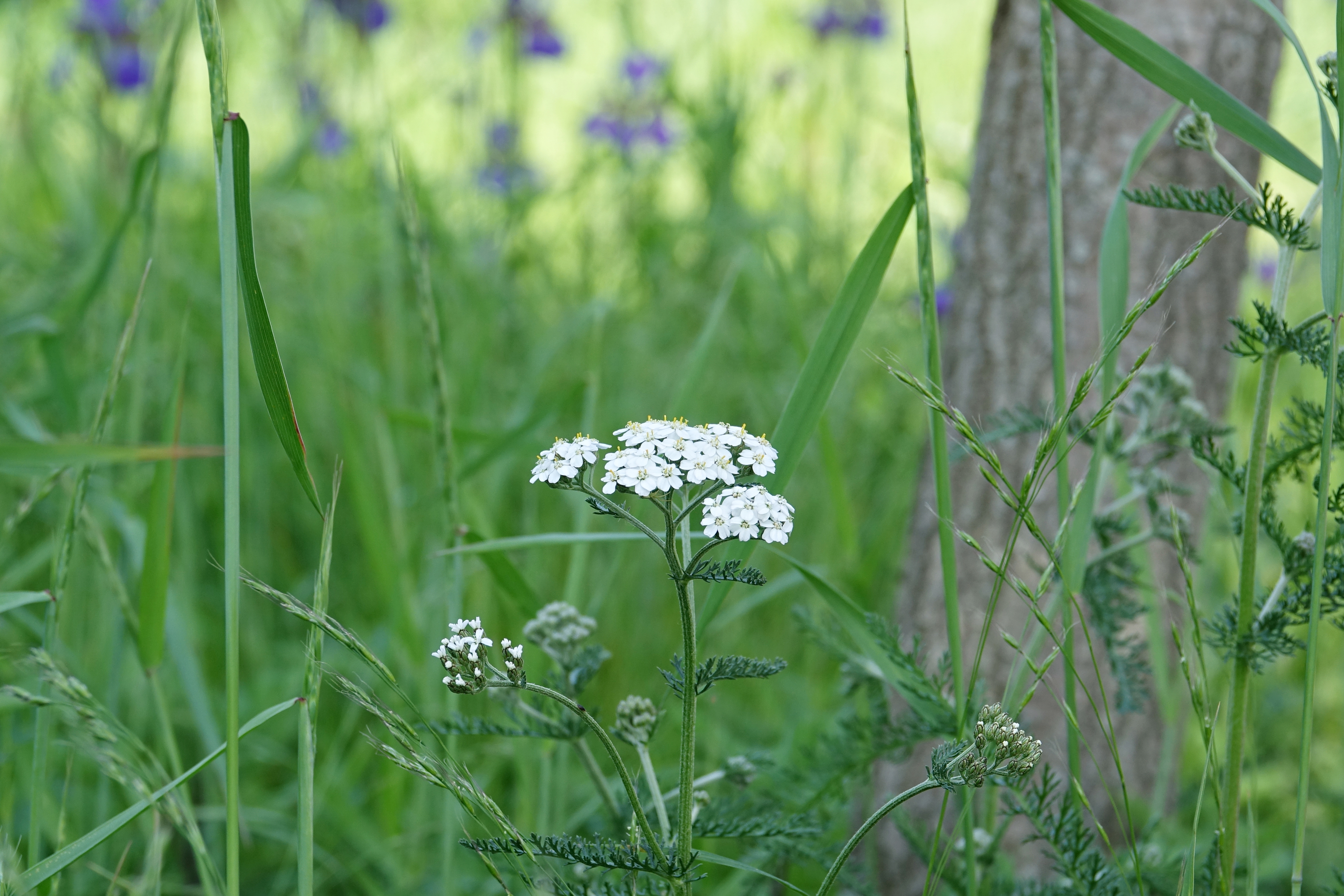 KHS09558.JPG