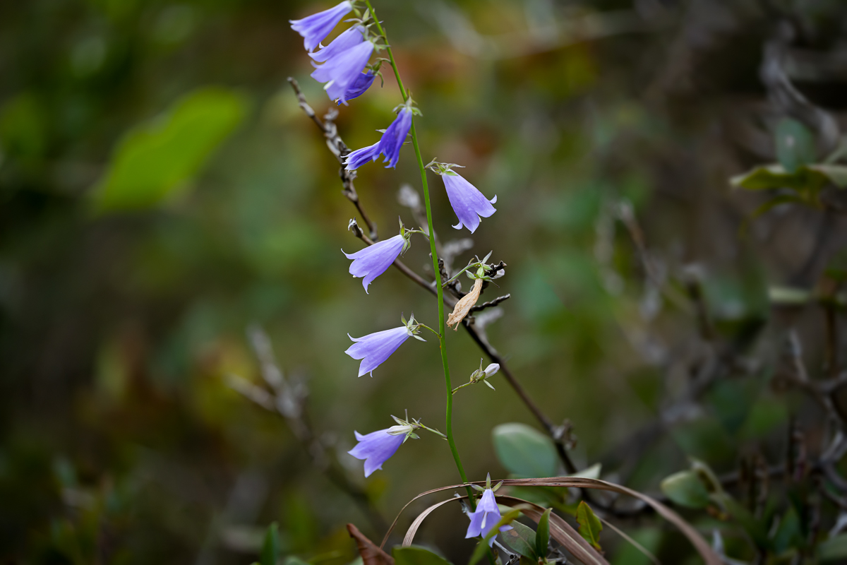 DSC_2859.jpg