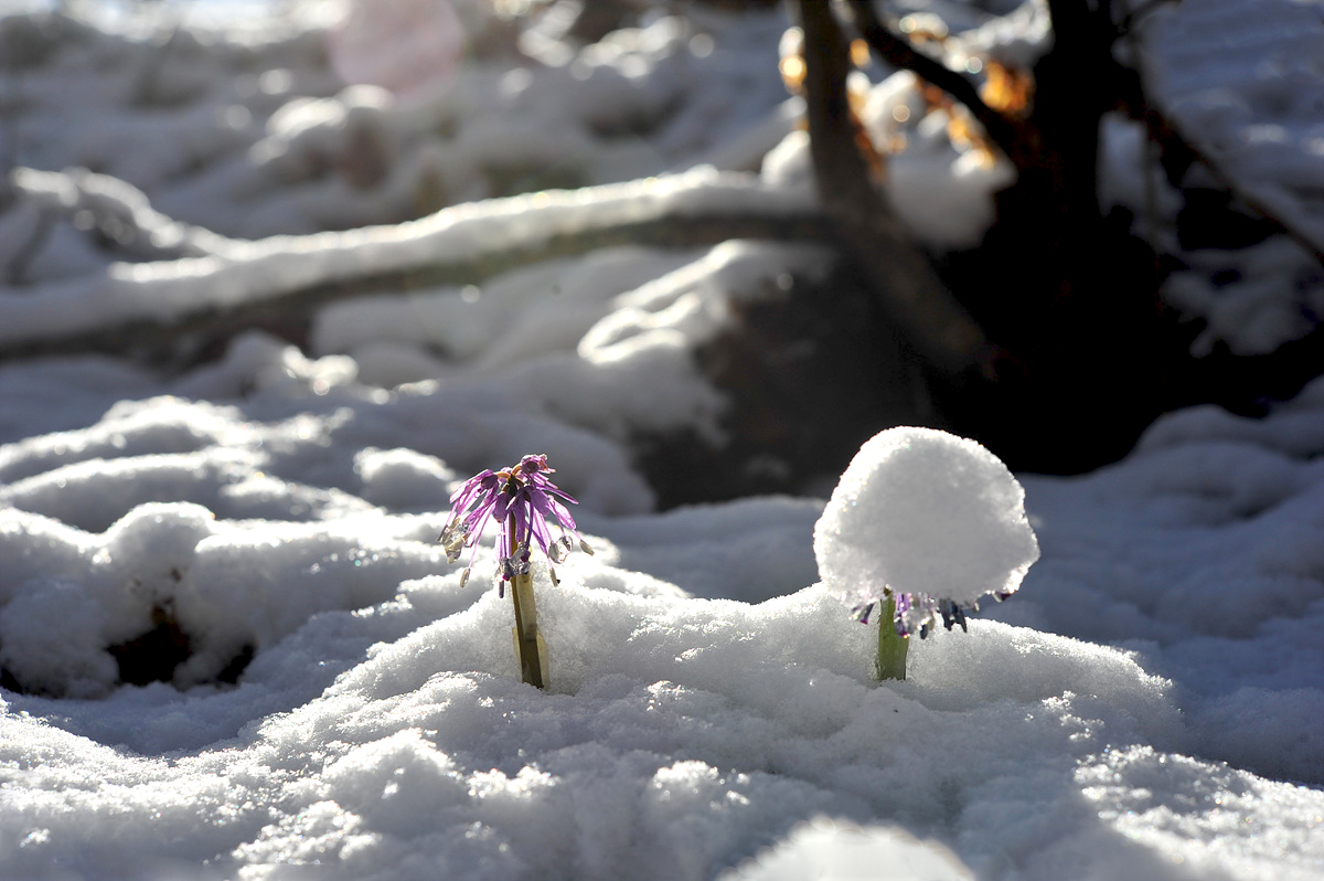 DSC_4967s.jpg