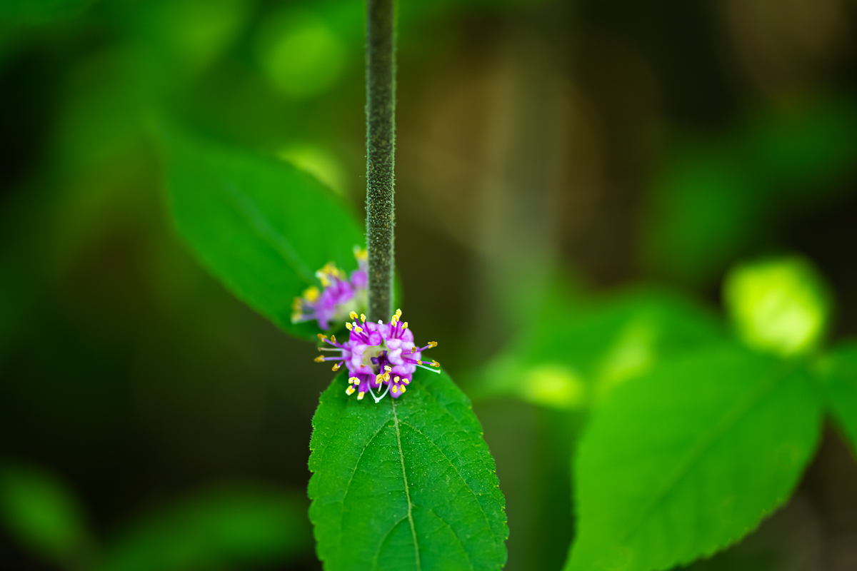 DSC_1376.jpg