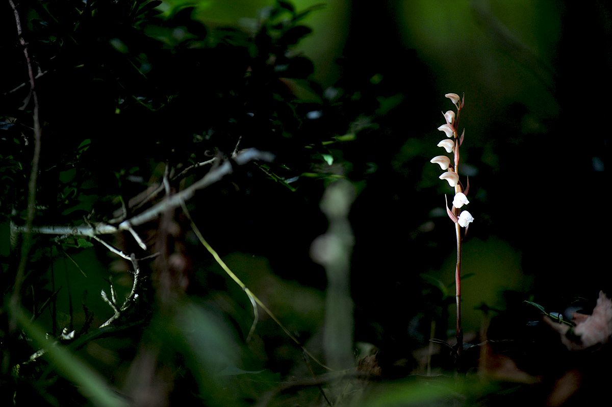 DSC_0531ss.jpg