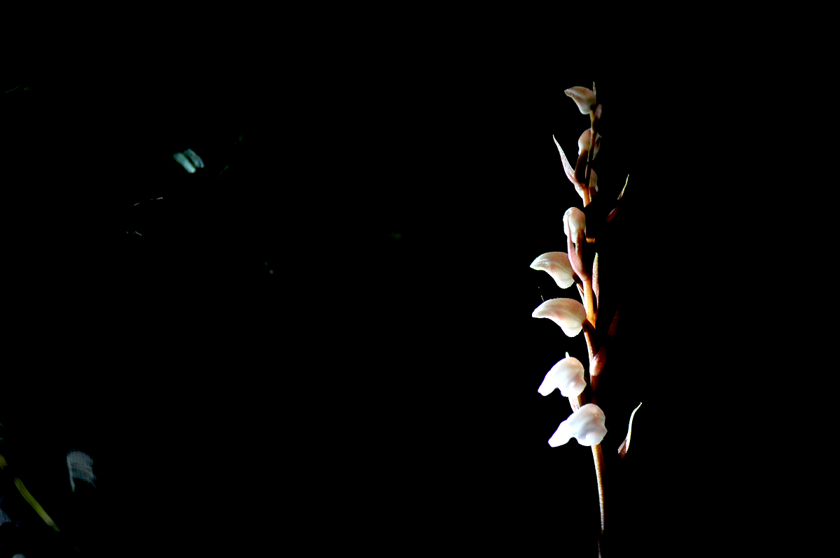 DSC_0526ss.jpg