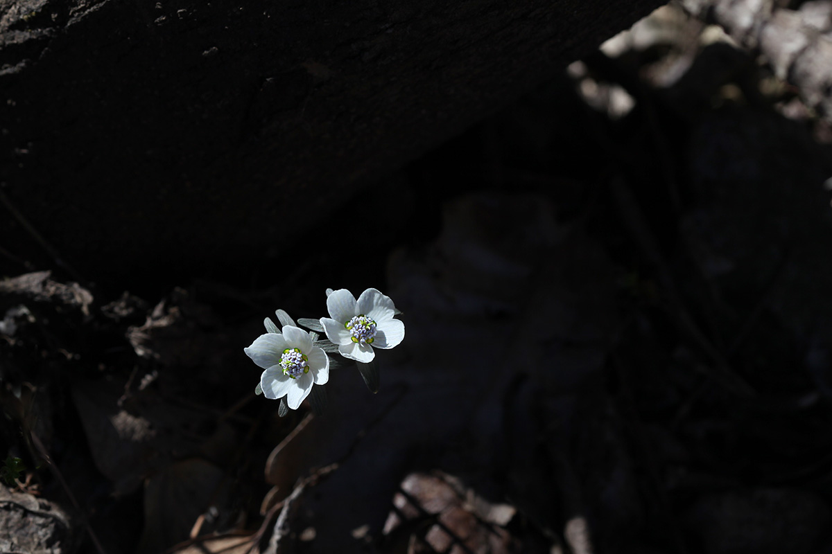 IMG_6989a.jpg