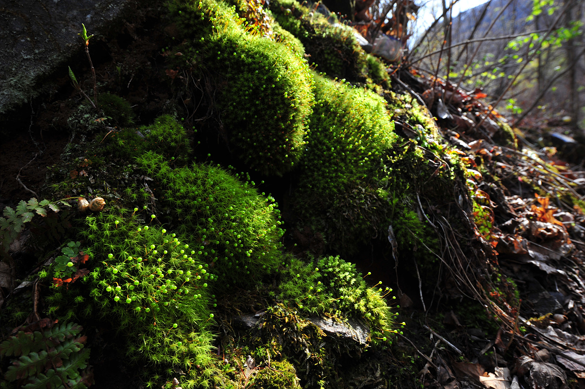 DSC_6061.jpg