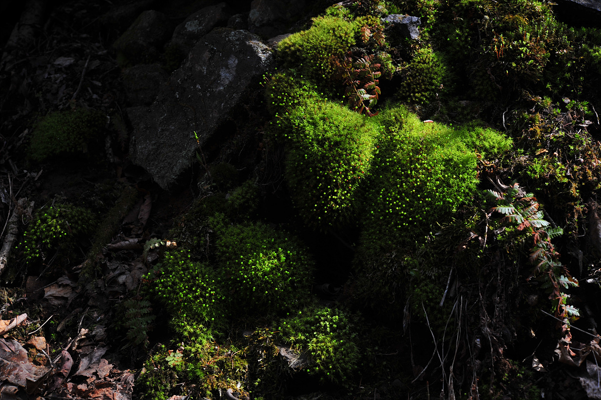 DSC_6102.jpg