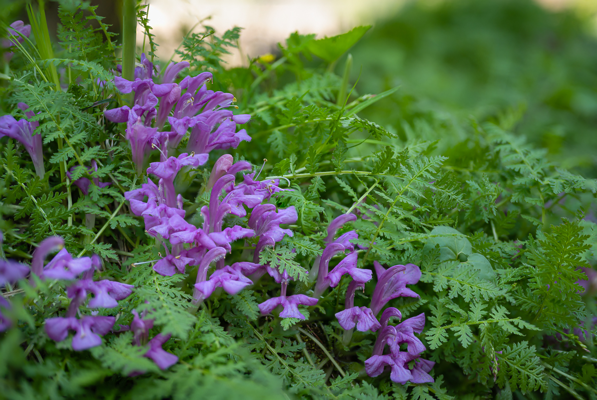 DSC_5682.jpg