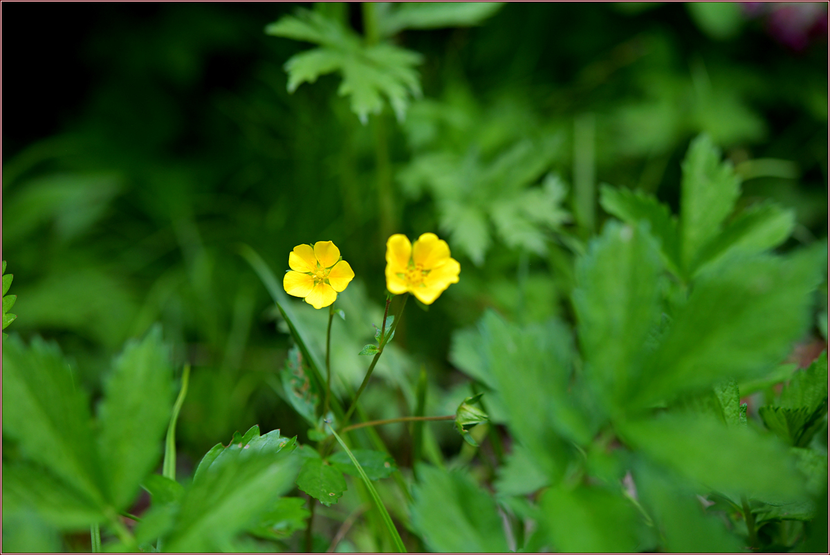DSC_2172.jpg