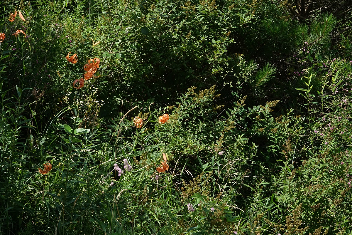 25-08-01 (238)-1.JPG