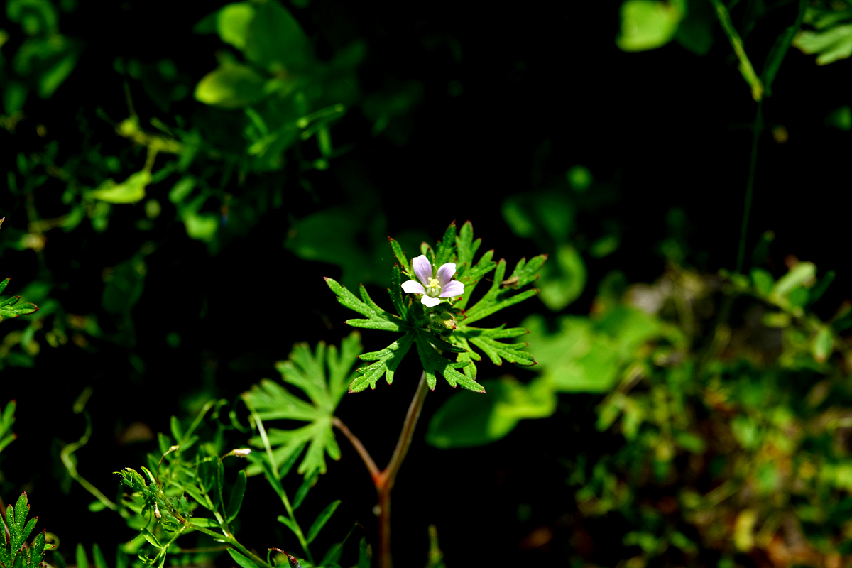 DSC00540.jpg
