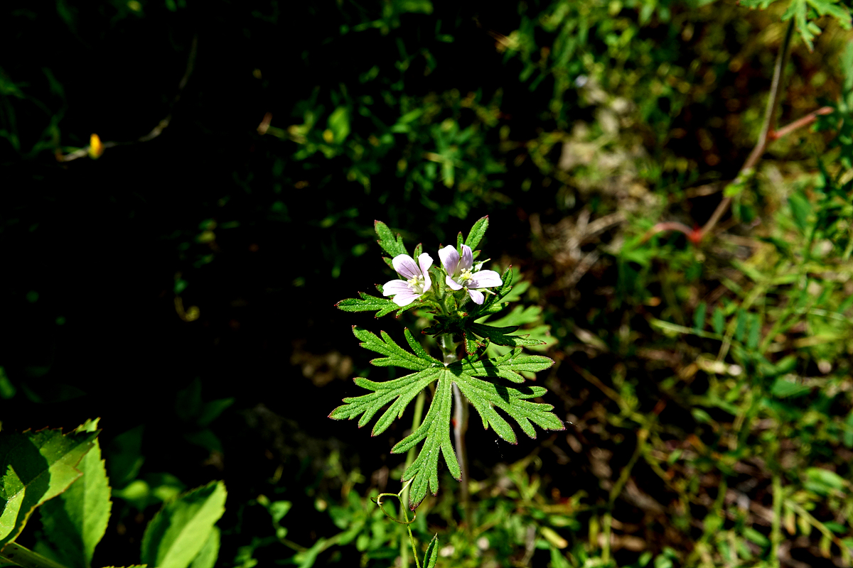 DSC00538.jpg