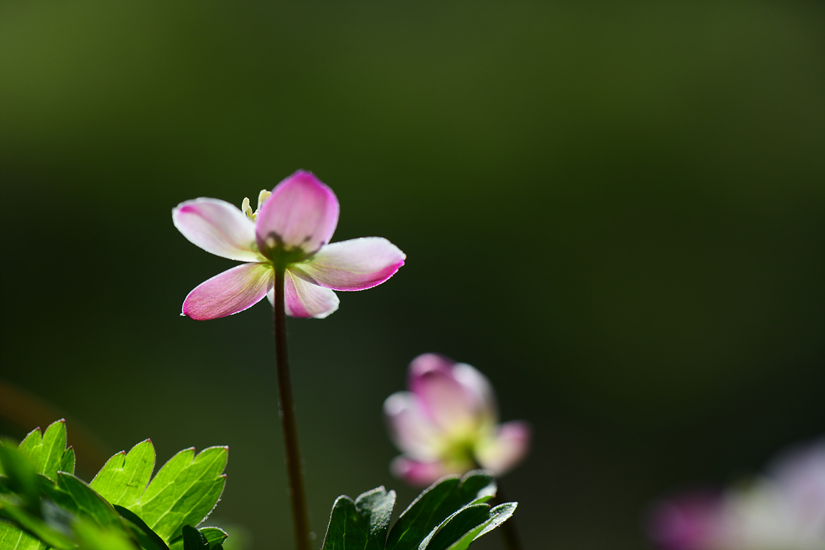 DSC_8477.jpg
