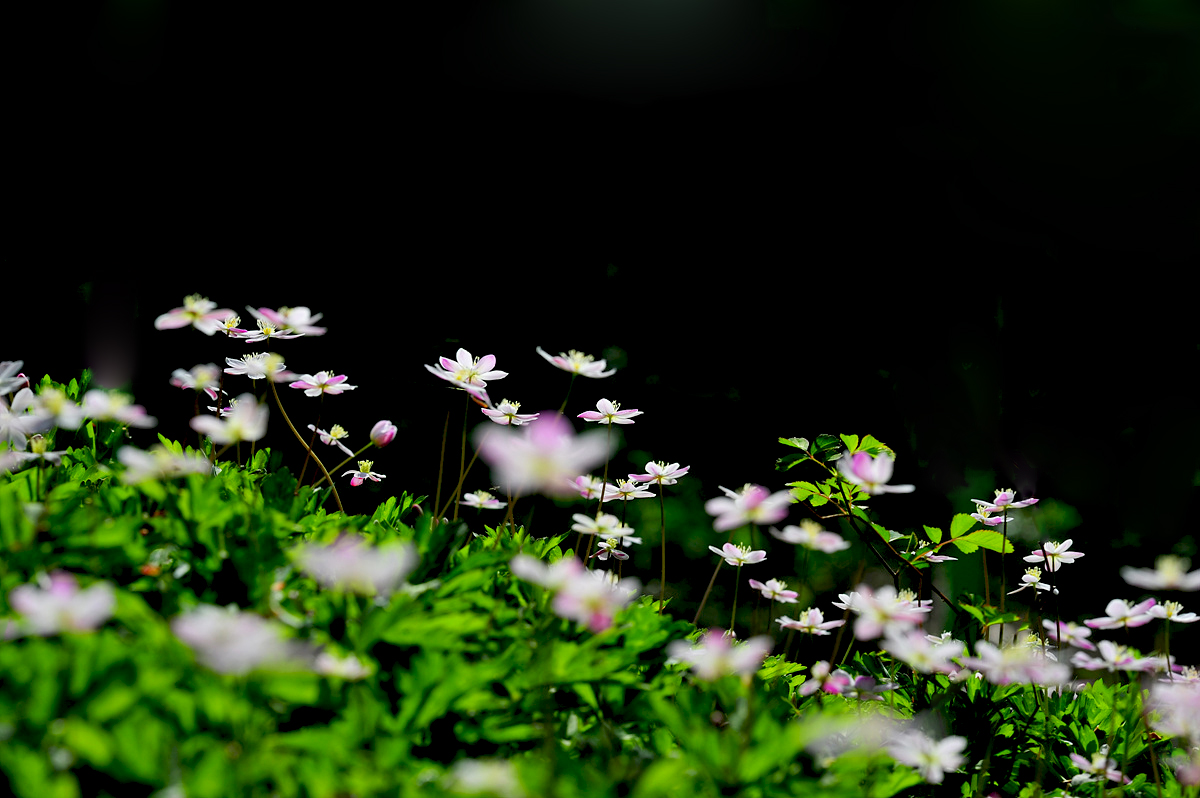 DSC_2677cc.jpg