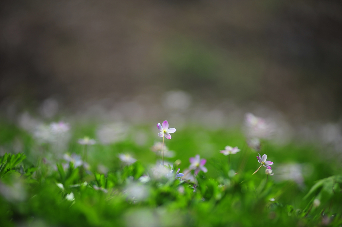 DSC_2759ss.jpg