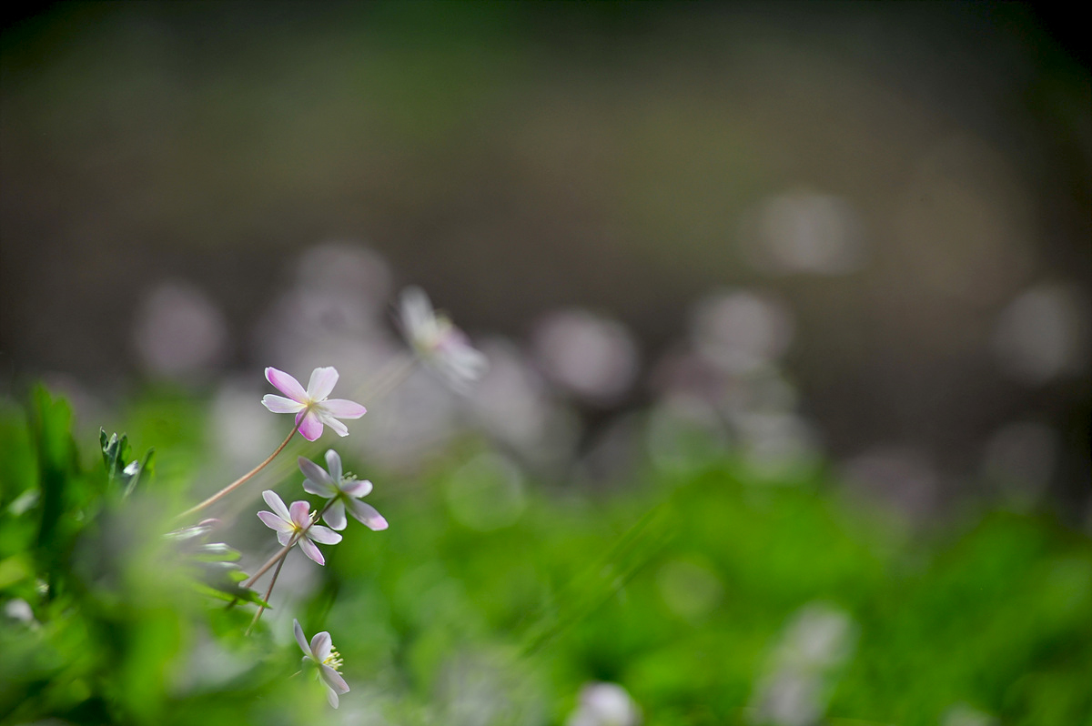 DSC_2732ss.jpg