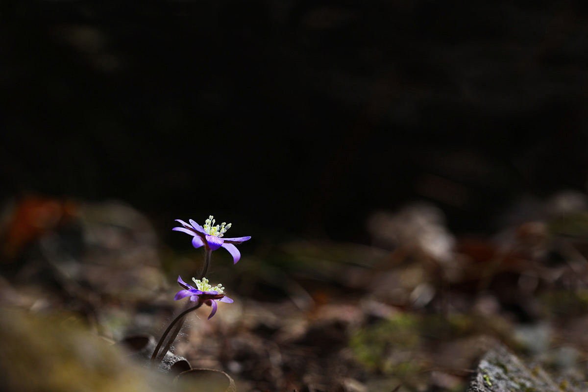 IMG_7378a.jpg
