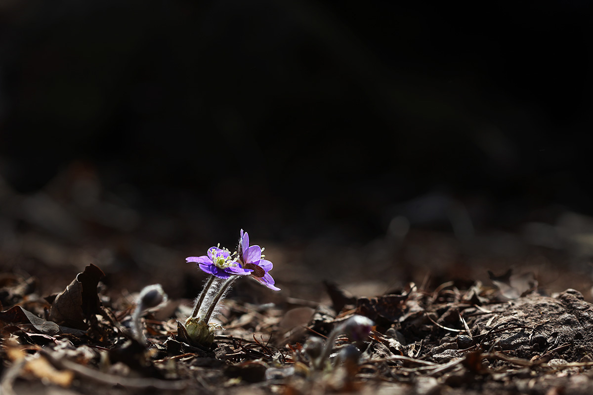 IMG_7385a.jpg