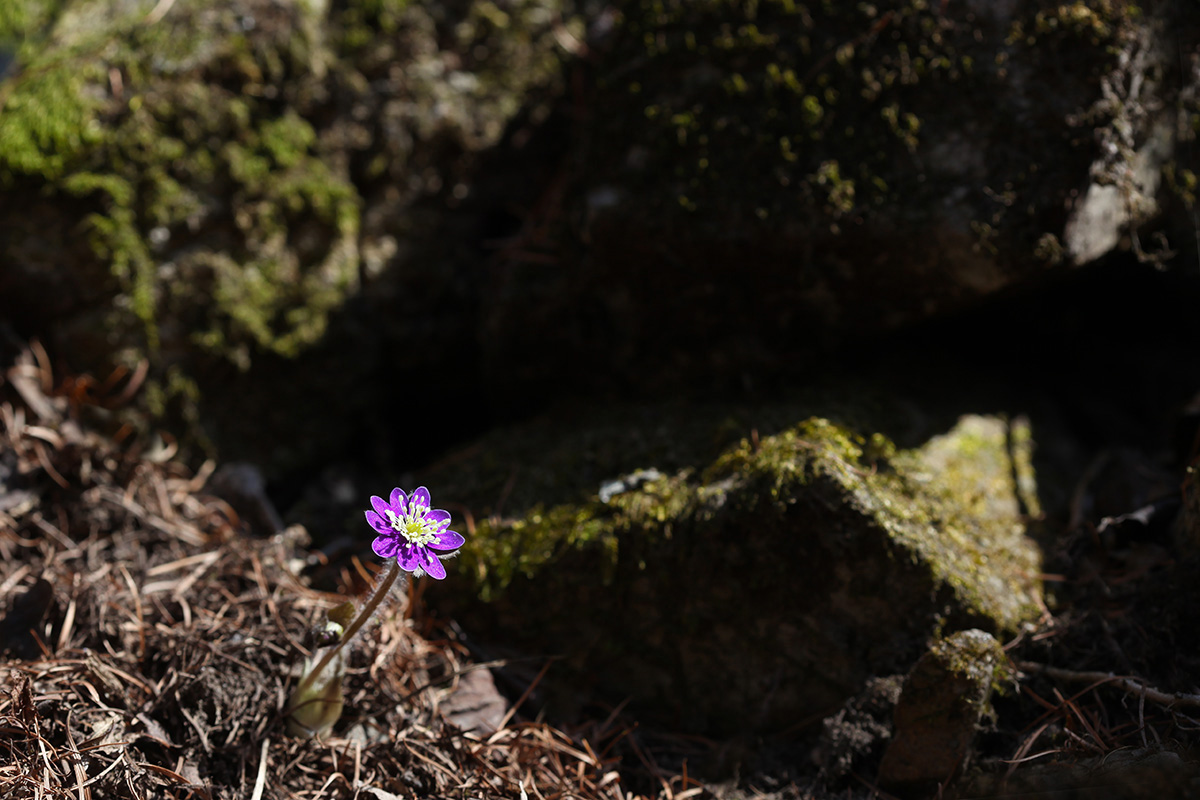 IMG_7373a.jpg