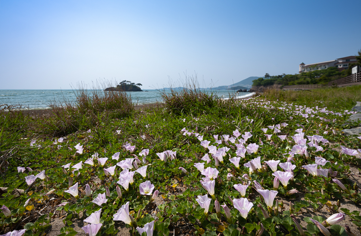 DSC_5228.jpg