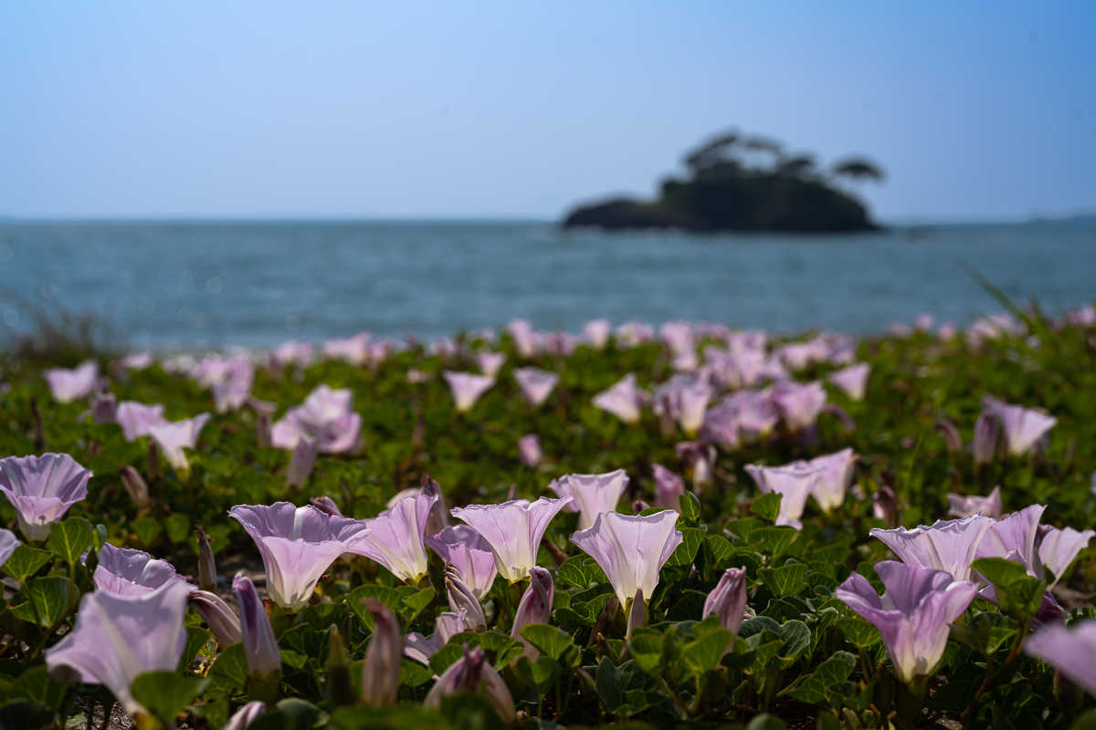 DSC_5266.jpg