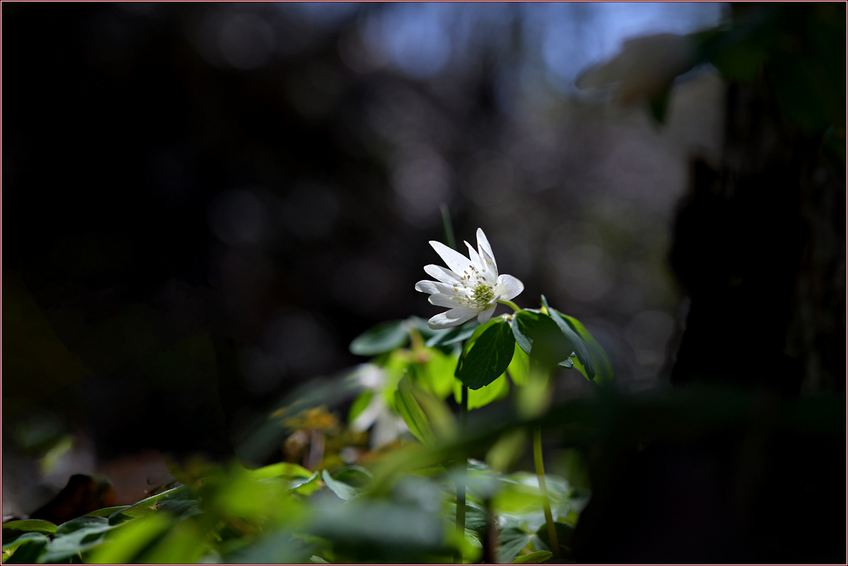 DSC_8154.jpg