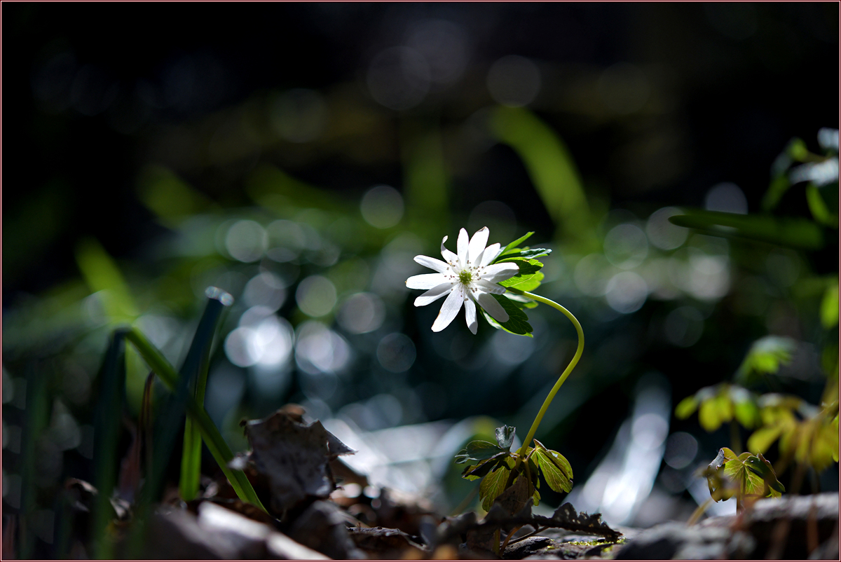 DSC_8173.jpg