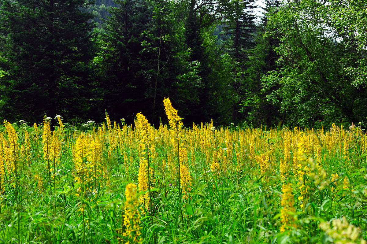 DSC_3295ss.jpg