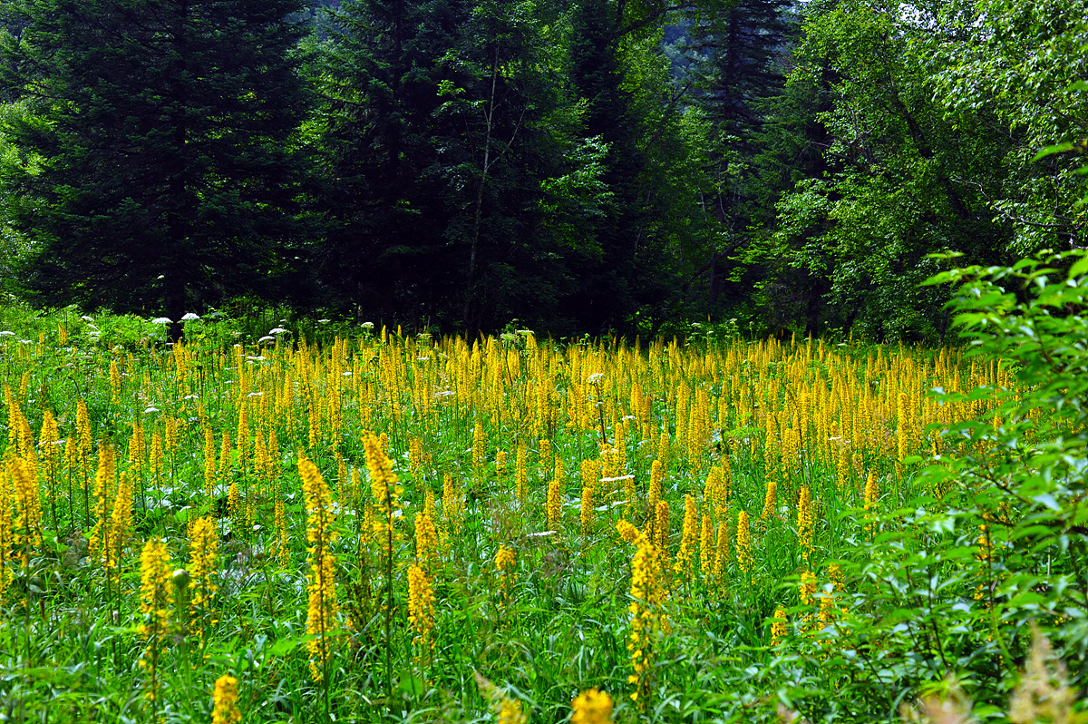 DSC_3299ss.jpg