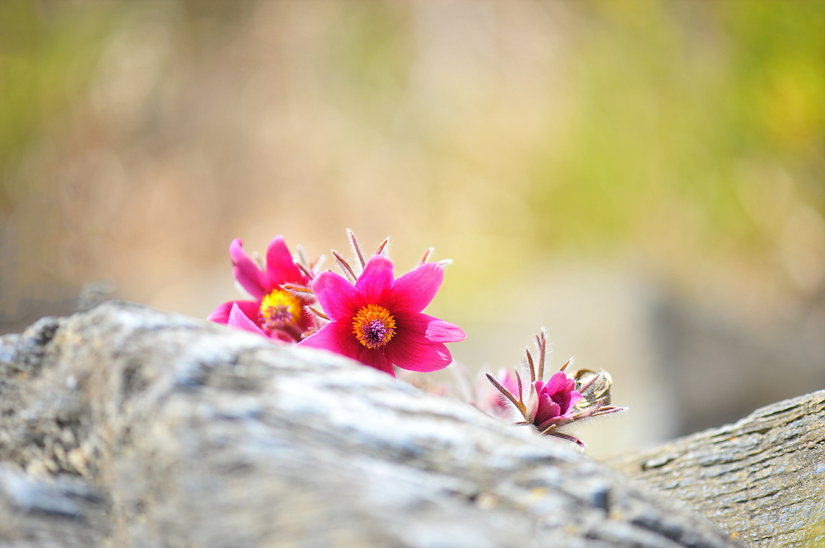 DSC_8487s.jpg