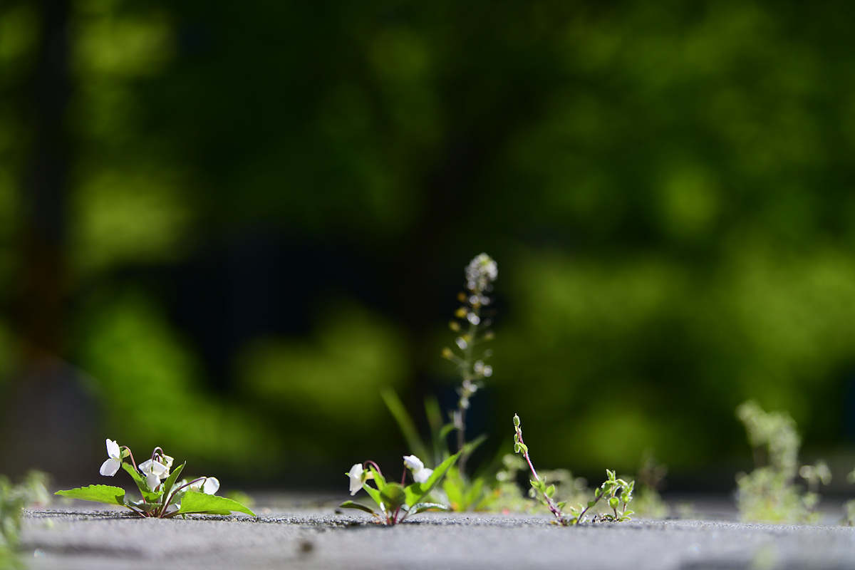 DSC_2872.jpg