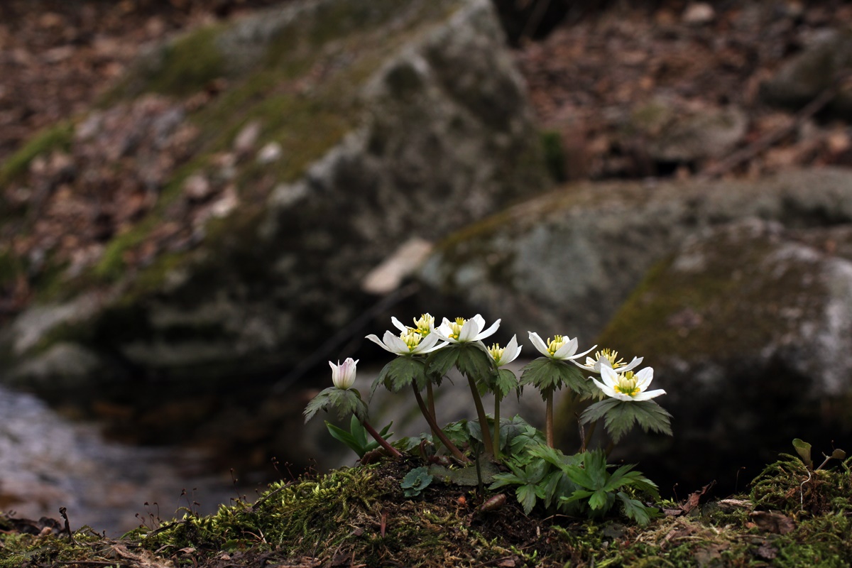 20-04-11 (261)-1.JPG