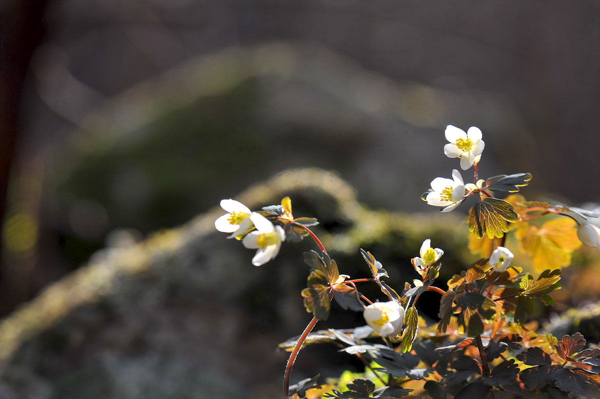 DSC_7928as.jpg