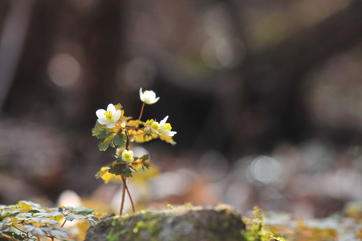 DSC_7901ss.jpg