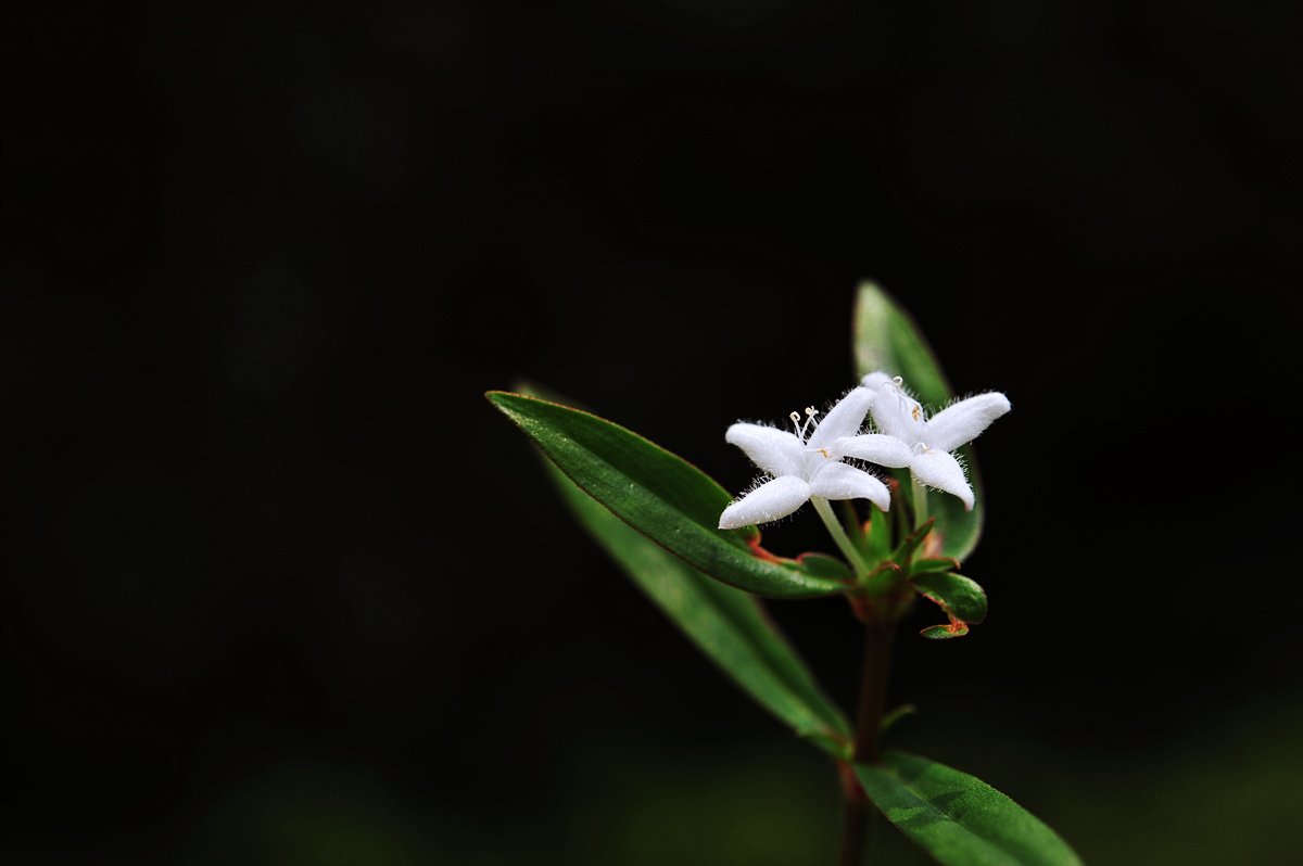 DSC_2224sss.jpg