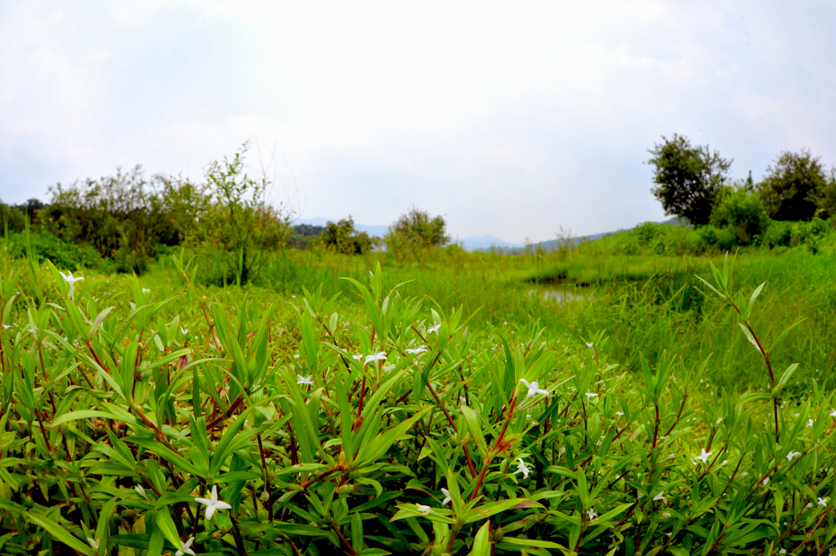 DSC_2241sss.jpg