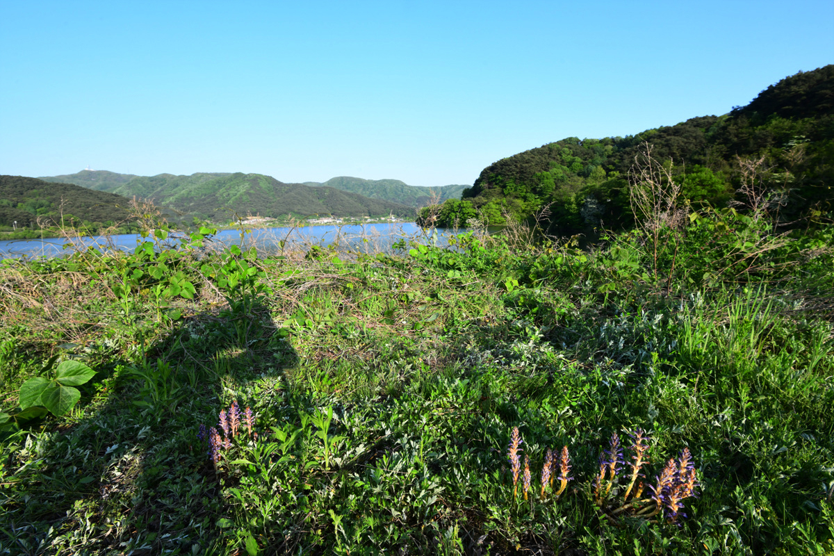 DSC_6598aaa.jpg