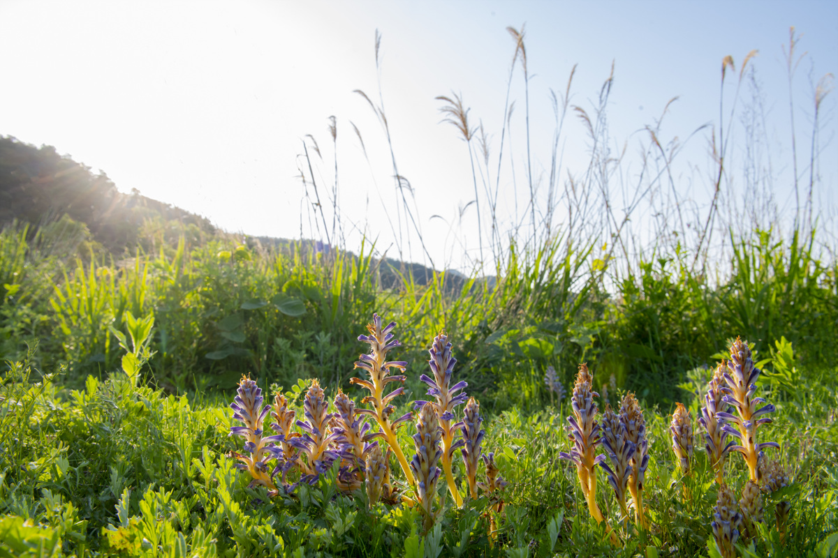 DSC_6577raw-1.jpg