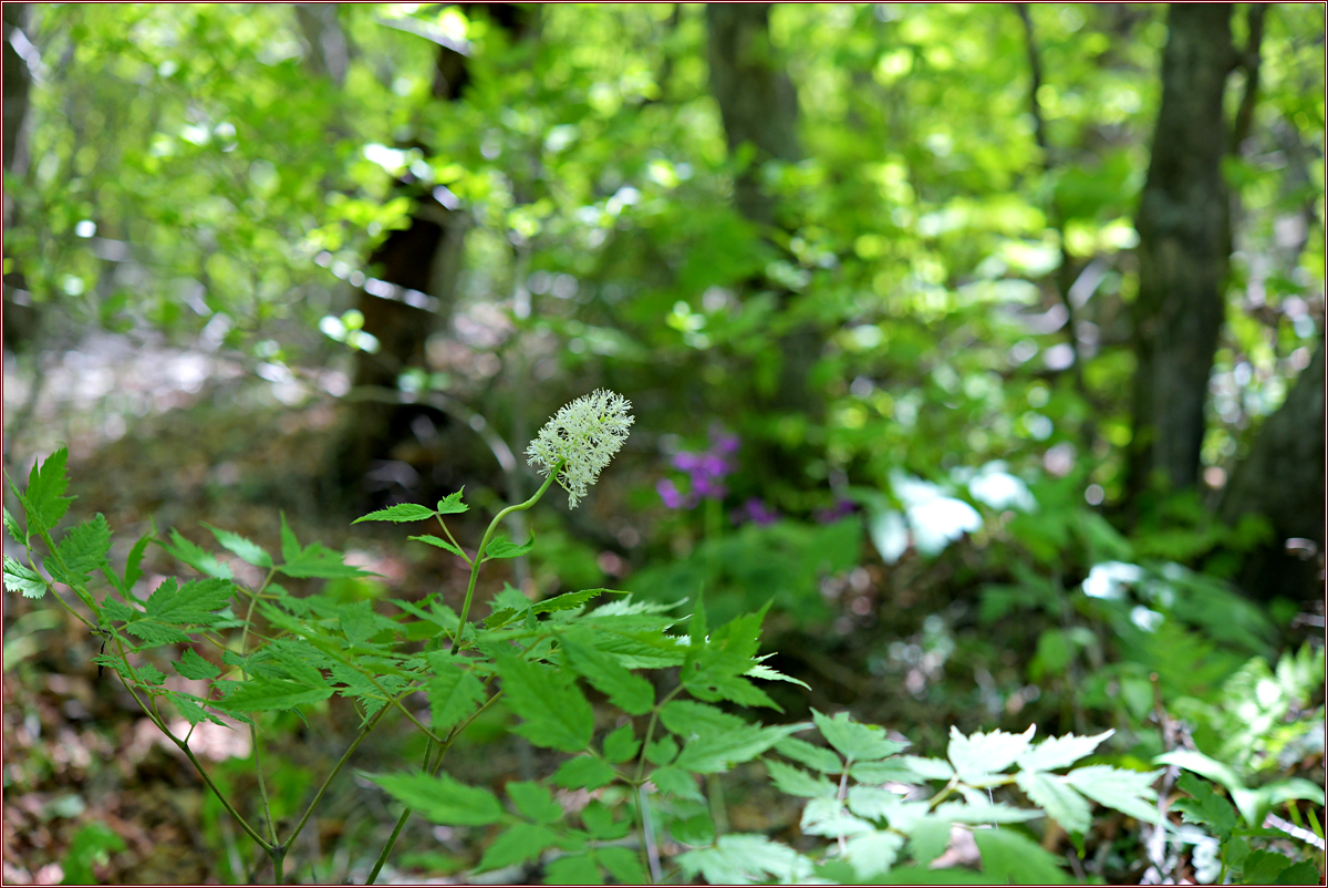 DSC_2082.jpg