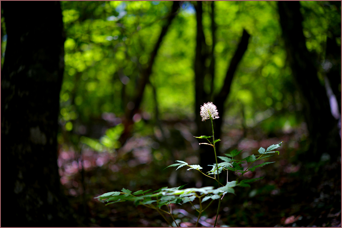 DSC_2079.jpg