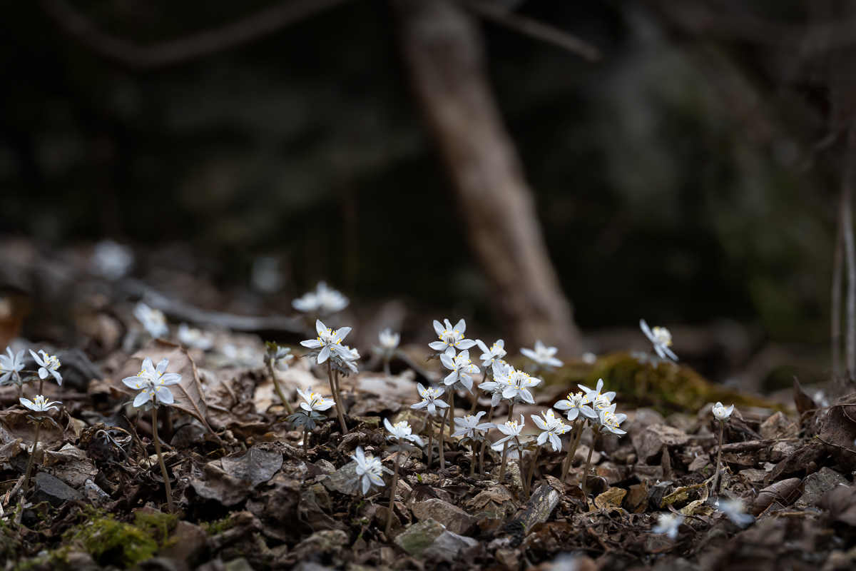 DSC_7686.jpg
