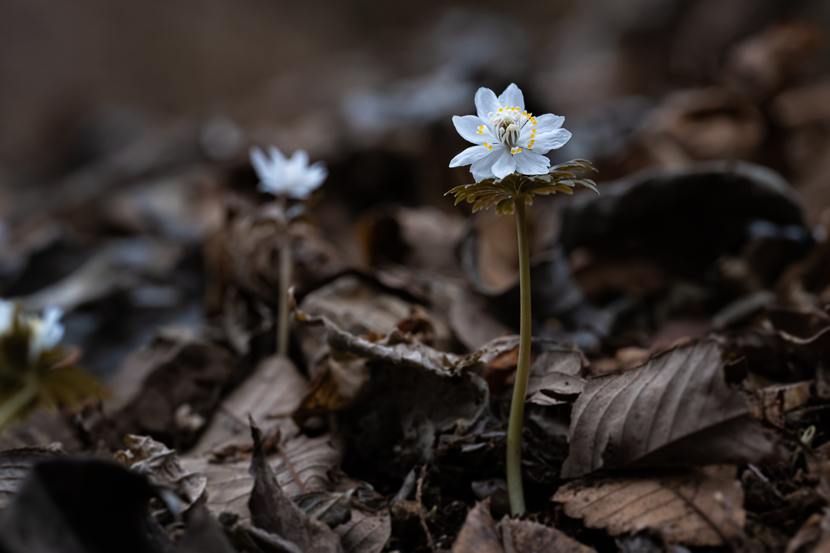 DSC_7770.jpg