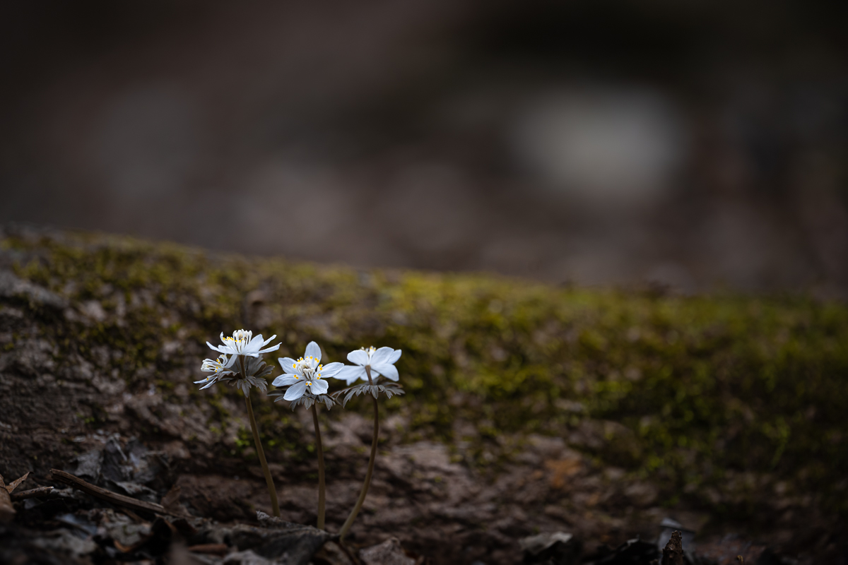 DSC_7581.jpg